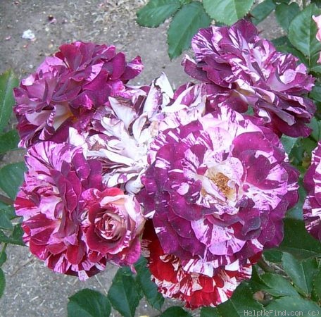 'Belle d'Espinouse' rose photo