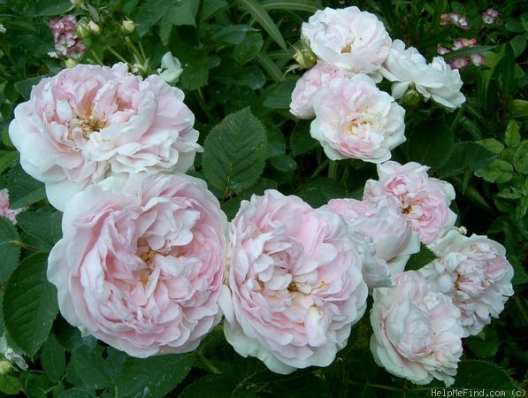 'Cuisse de Nymphe (Alba, before 1400)' rose photo