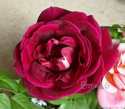 'Madame Fernandel ®' rose photo