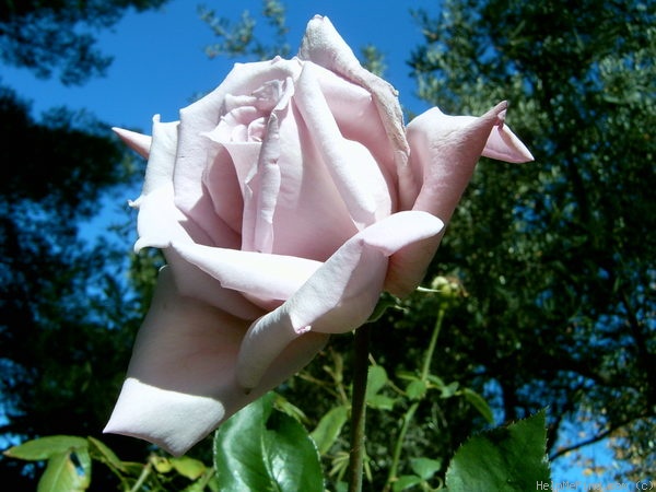 'Lady X' rose photo