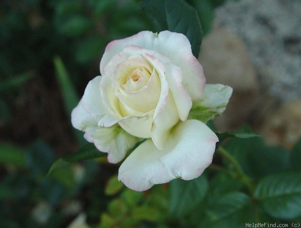 'Young Quinn ®' rose photo