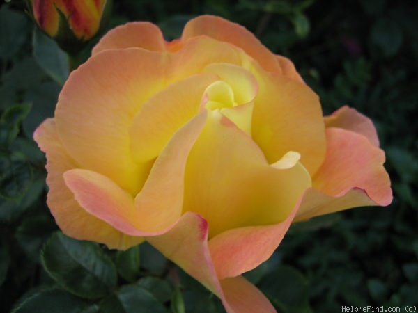 'Sekel' rose photo