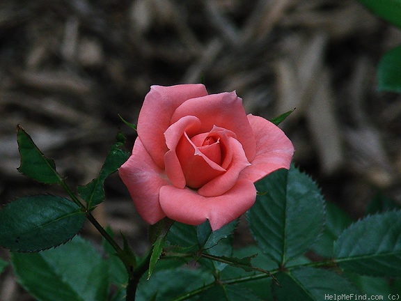 'Angel Pink ™' rose photo