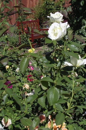 'Sweet Freedom' rose photo