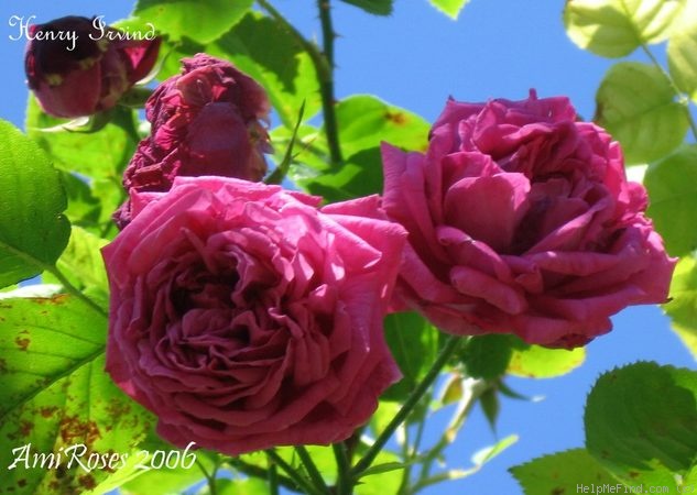 'Henry Irving' rose photo