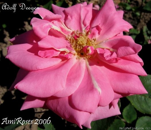 'Adolf Deegen' rose photo