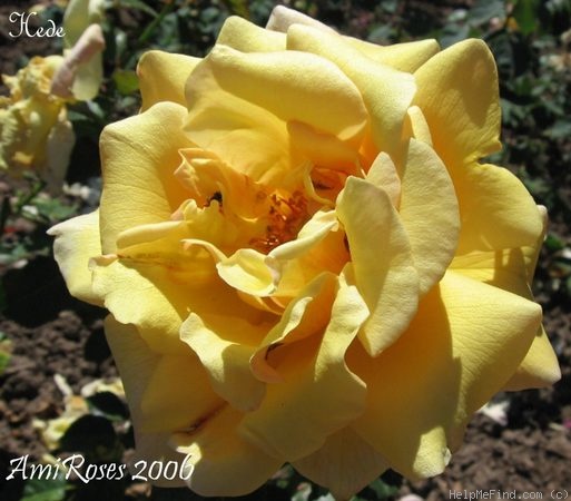 'Hede' rose photo