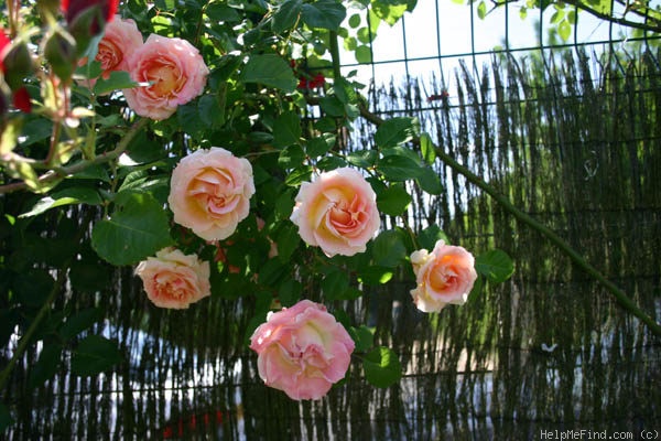 'César ® (climber, Meilland, 1993)' rose photo