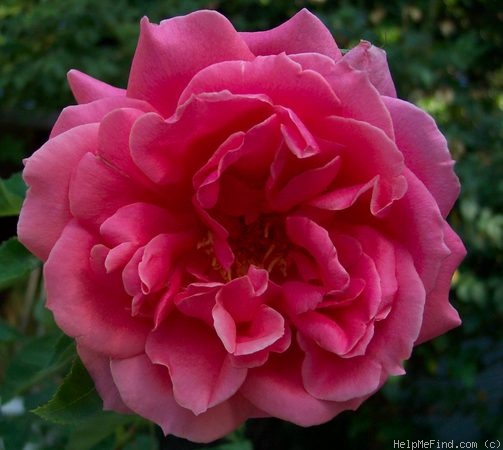 'Angels Mateu (Hybrid Tea, Dot, 1934)' rose photo