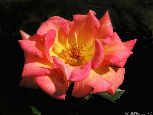 'Dr. Michael Noble ™' rose photo