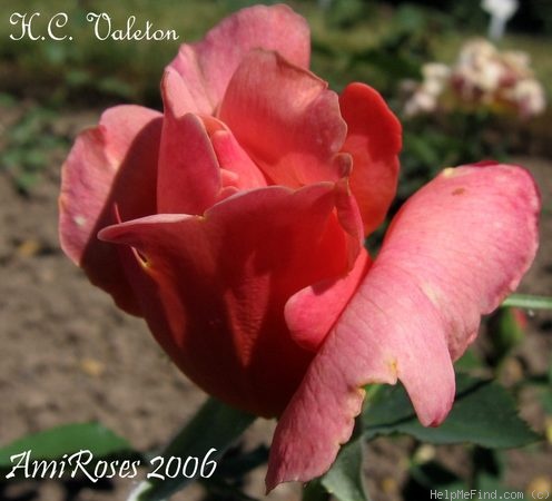 'H.C. Valeton' rose photo