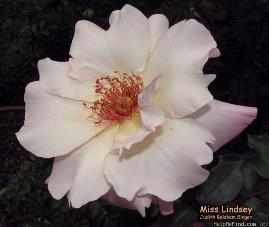 'Miss Lindsey' rose photo