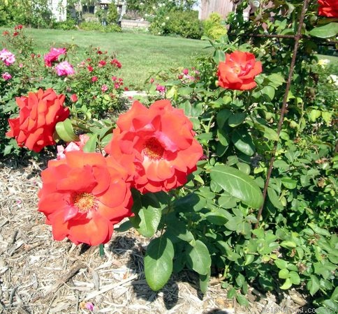 'Sierra Skye' rose photo