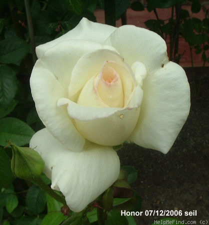 'Honor' rose photo