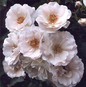 'Conard-Pyle (Star Roses)'  photo