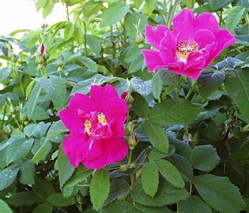 'The Finnish Rose Society'  photo