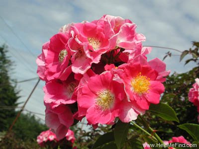 'American Pillar' rose photo