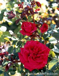 'Alessa' rose photo