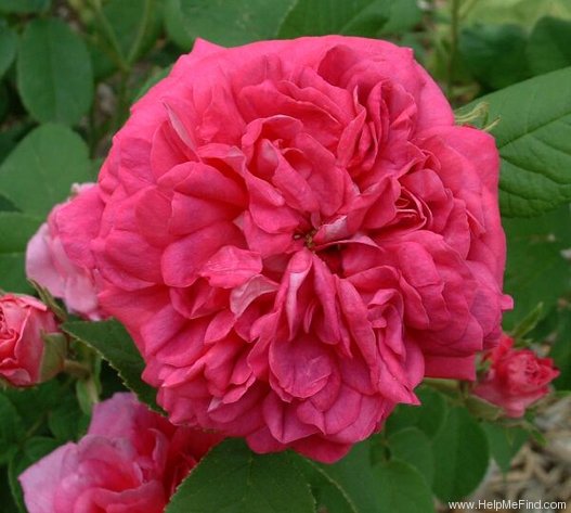 'Assemblage des Beautés' rose photo