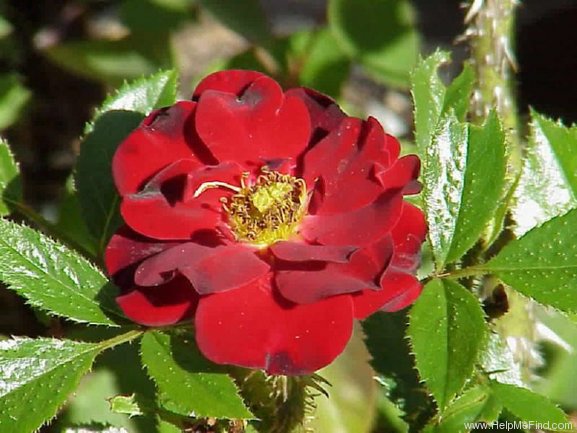 'Scarlet Moss ™ (miniature, Moore, 1988)' rose photo