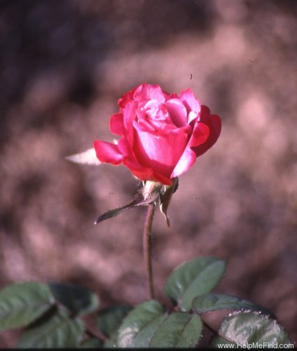 'Violet Dawson' rose photo