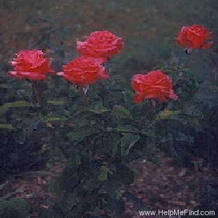 'Star Gazer' rose photo