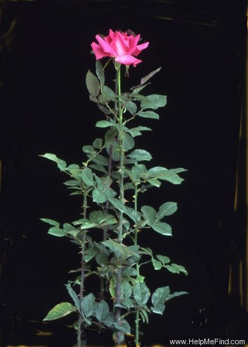 'Infinity (hybrid tea, Sheldon, 1993)' rose photo