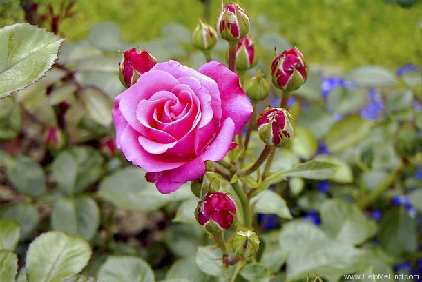 'Bella Rosa ® (floribunda, Kordes 1981)' rose photo