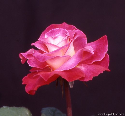 'Thoughtful' rose photo