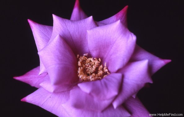 'Violet Dawson' rose photo