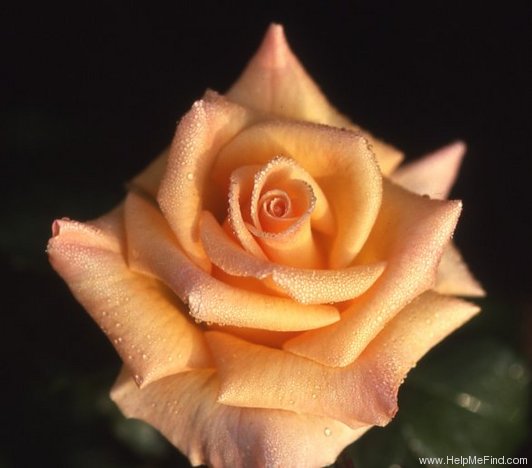 'Doris Reese' rose photo