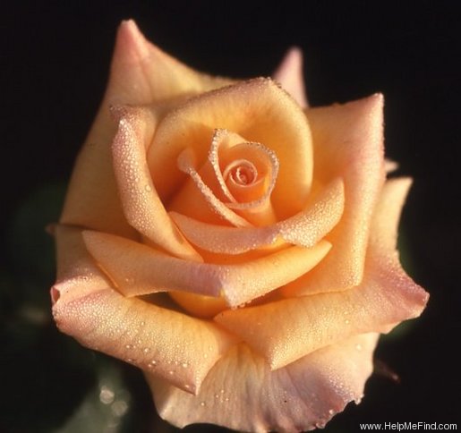 'Doris Reese' rose photo