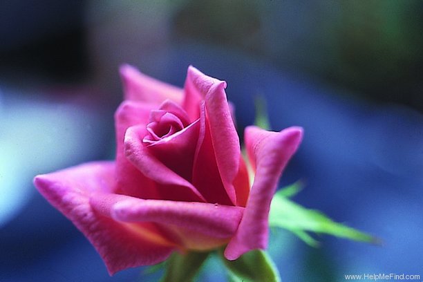 'Anne Hering' rose photo