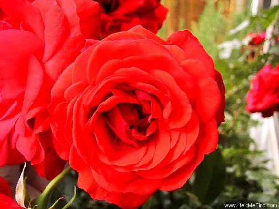 'Trumpeter' rose photo