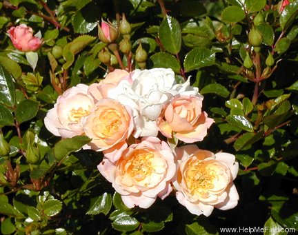 'Central Park (shrub, Olesen, 1995)' rose photo