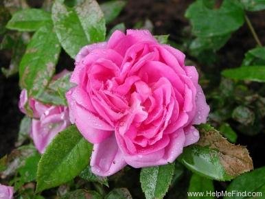 'Mademoiselle Marie Dauvesse' rose photo