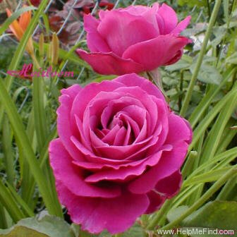 'Heirloom (Hybrid Tea, Warriner, 1972)' rose photo