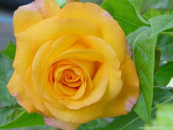 'Aphrodite (florist's rose, Evers/Tantau, 2003)' rose photo
