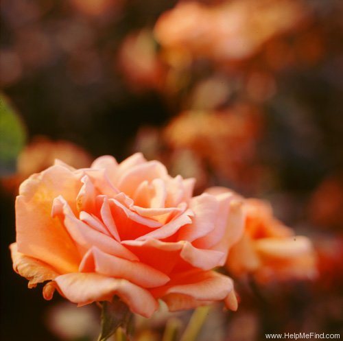 'Souvenir de Jacques Verschuren' rose photo