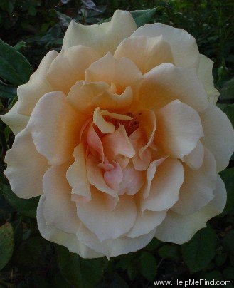 'Mrs. Aaron Ward' rose photo