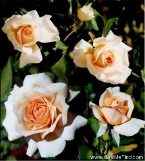 'Judy Shaw' rose photo