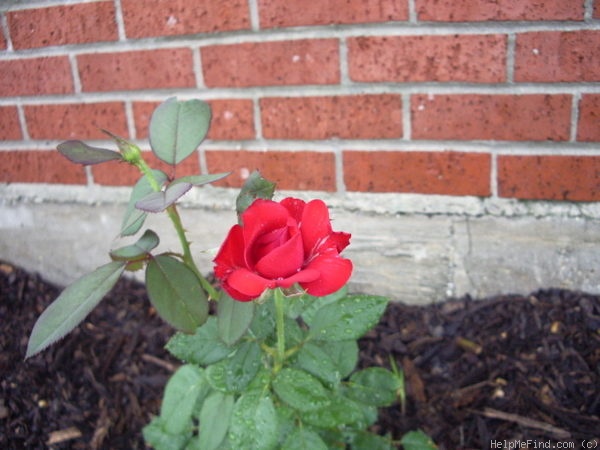 'Let Freedom Ring ™' rose photo