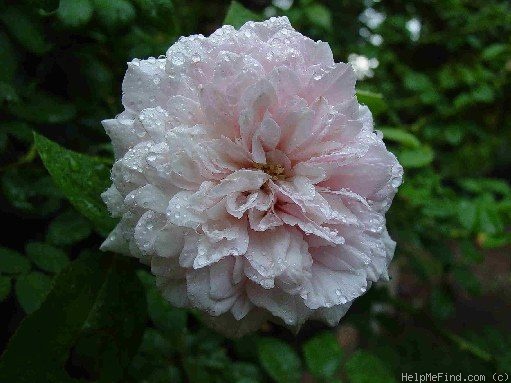 'Madame Cornélissen' rose photo