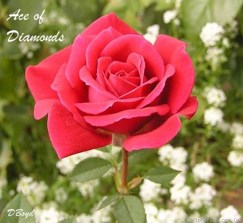 'Ace of Diamonds' rose photo