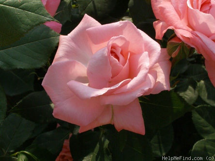 'Agnes Bernauer' rose photo