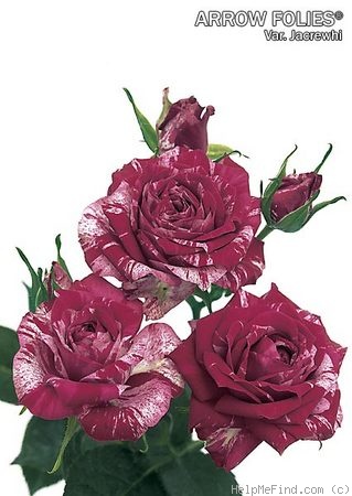 'Arrow Folies ®' rose photo