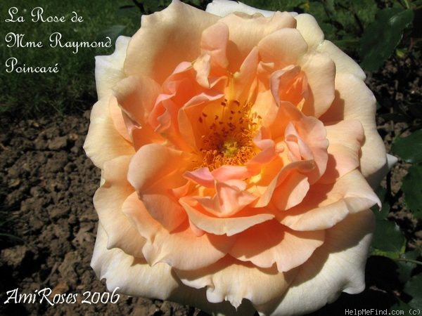'La Rose de Madame Raymond Poincaré' rose photo