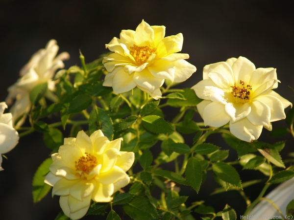 'Lemon Delight' rose photo