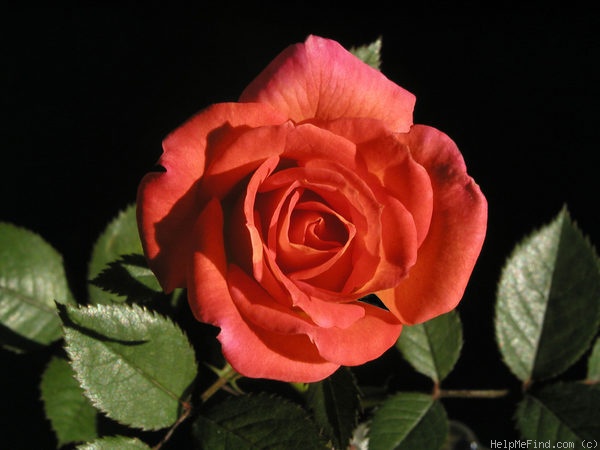 'Dr. Michael Noble ™' rose photo