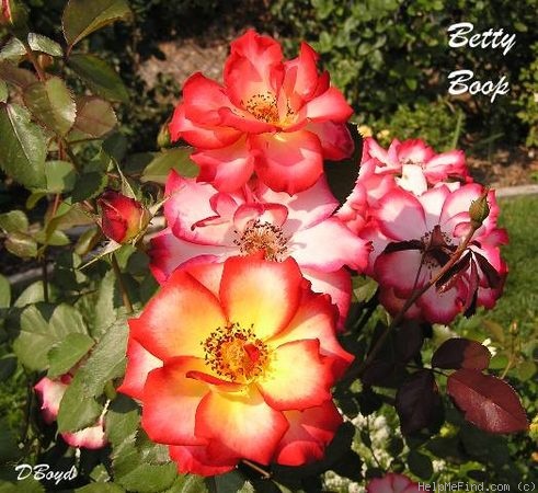 'Betty Boop ™ (Floribunda, Carruth, 1999)' rose photo